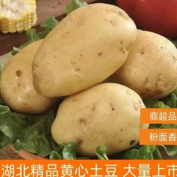土豆黄皮黄心湖北土豆荷兰十五产地看货保质保量