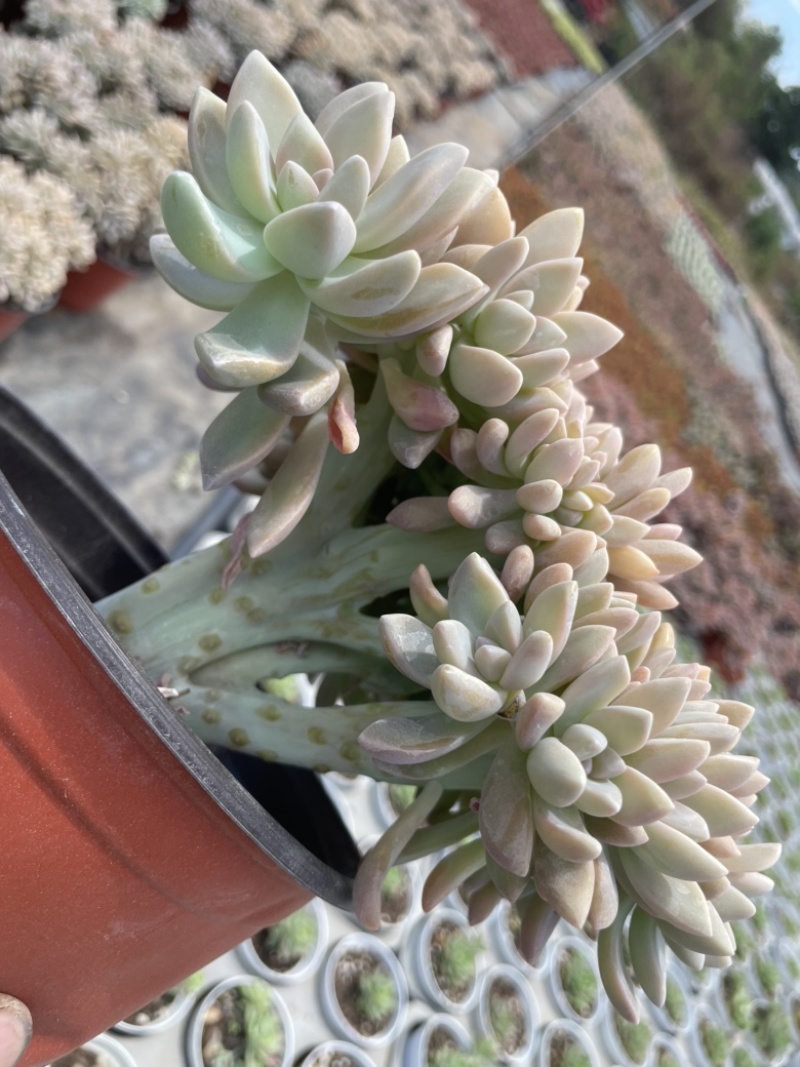 140杯淡雪缀质量如图
