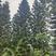 2305苗圃供应南洋杉20-30cm粗大树原生苗地