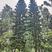2305苗圃供应南洋杉20-30cm粗大树原生苗地