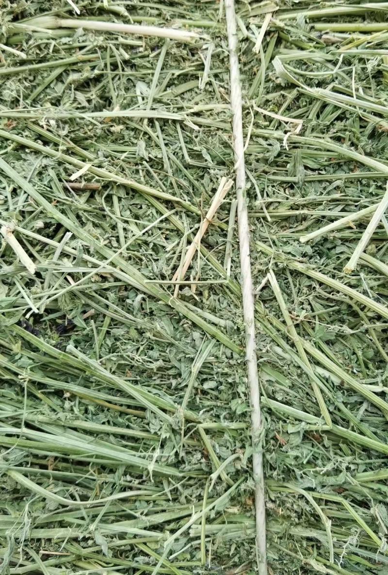 黑龙江本地优级苜蓿草大量供应可视频看货实地考察欢迎联系