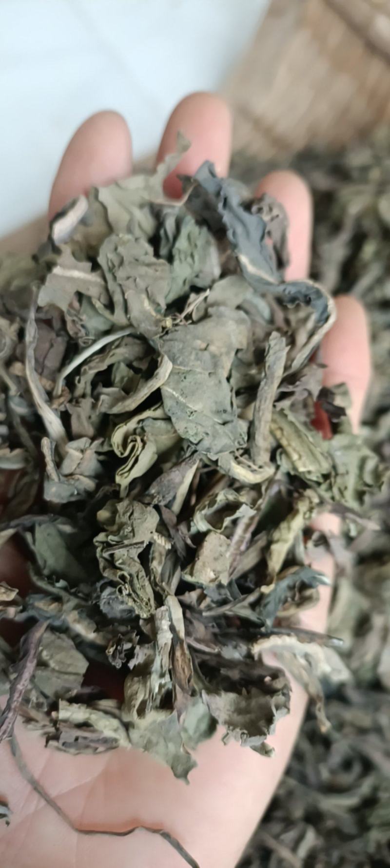大青叶，干净无杂，规各齐全，大货供应，全国发货