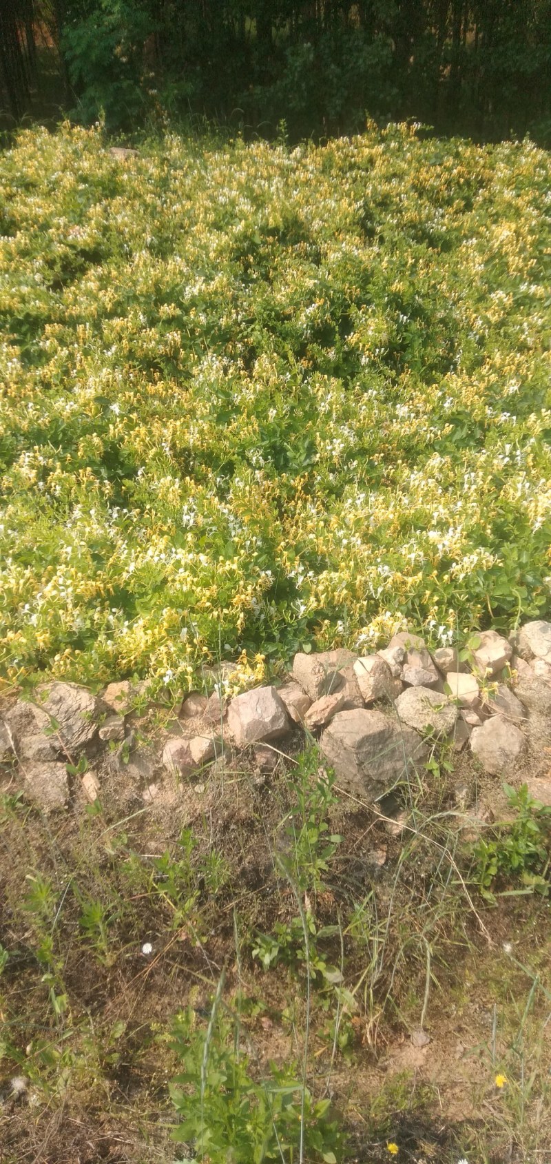 金银花（干品）