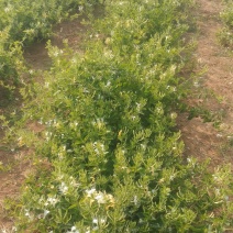 金银花（干品）