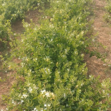 金银花（干品）