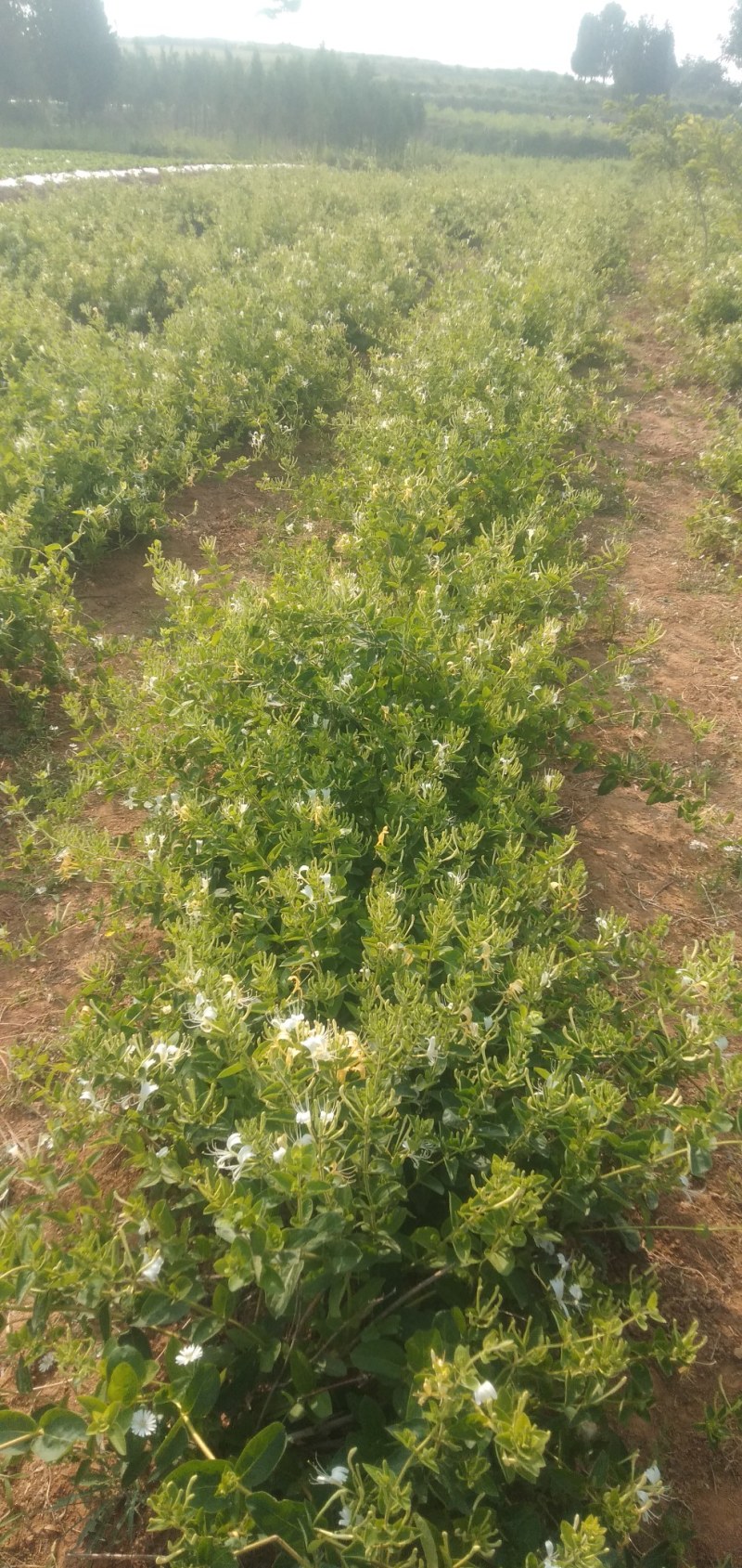 金银花（干品）