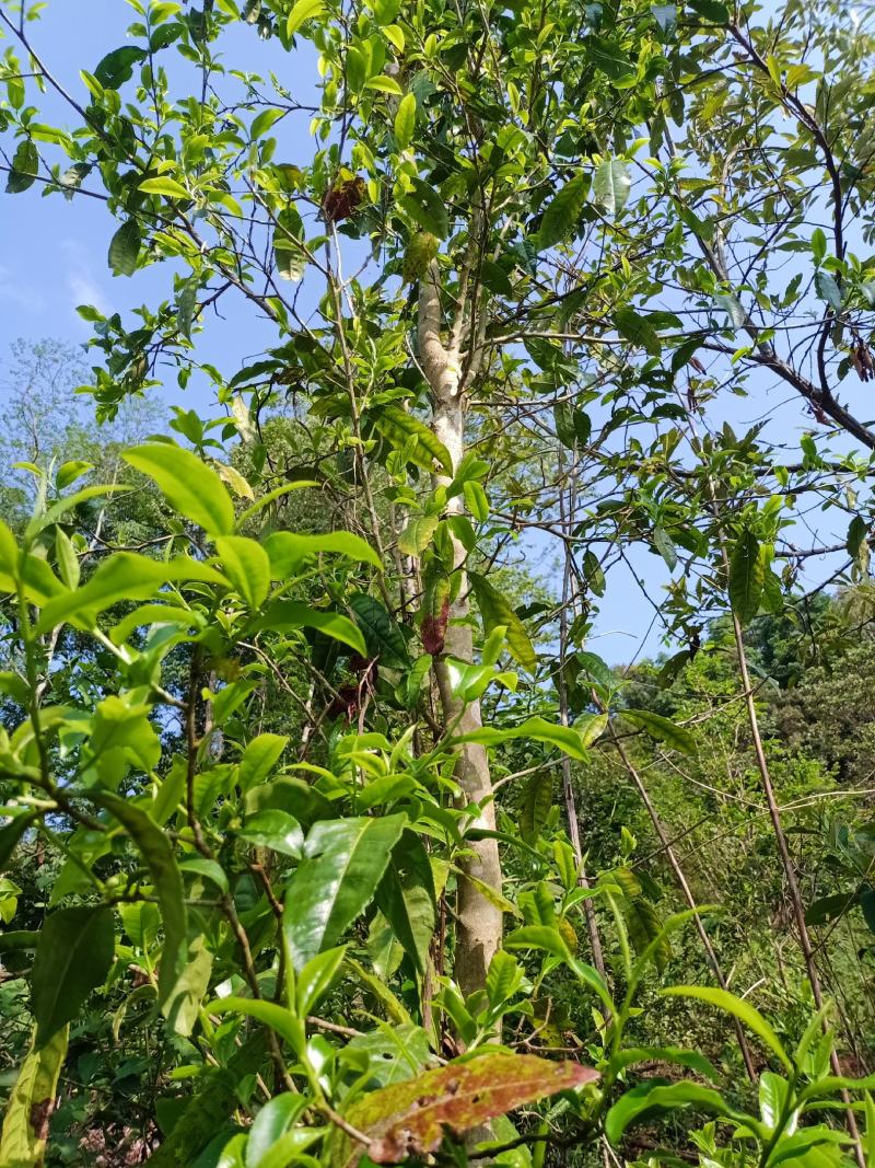 2024年云南易武茶普洱生普散茶生态大树茶