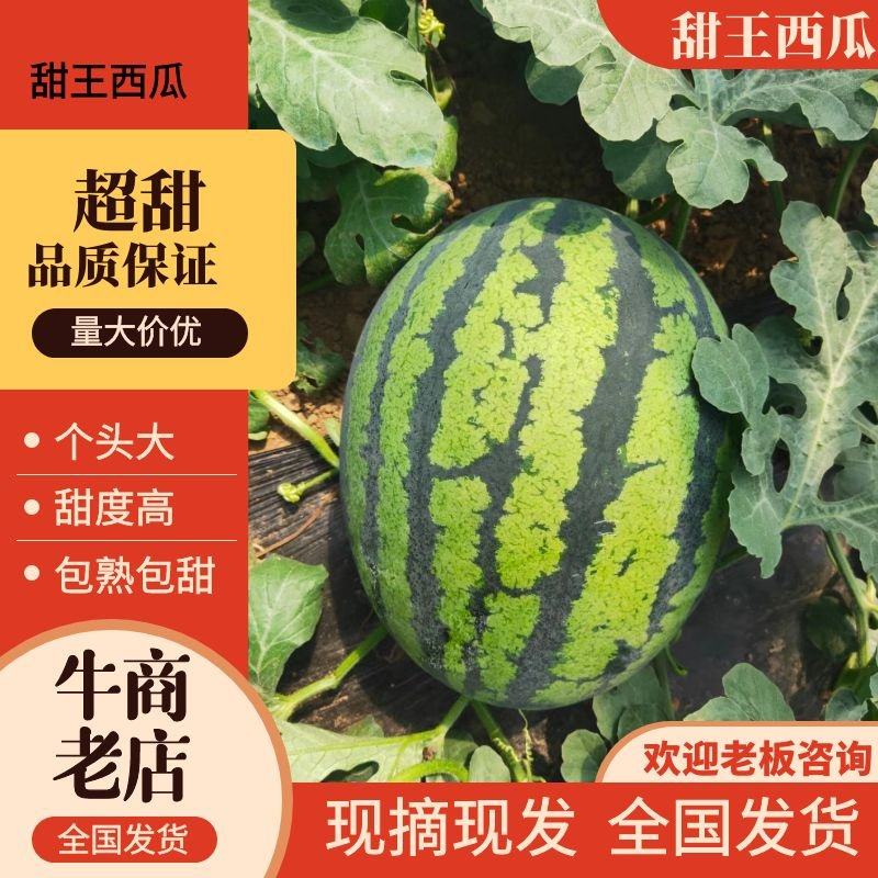 [甜王西瓜批发]陕西渭南蒲城县西瓜 0.30元/斤实陕西渭南蒲城 _ 一亩田