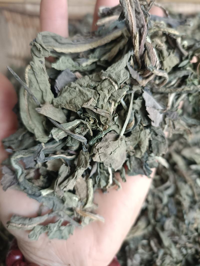 大青叶，干净无杂，规各齐全，大货供应，全国发货