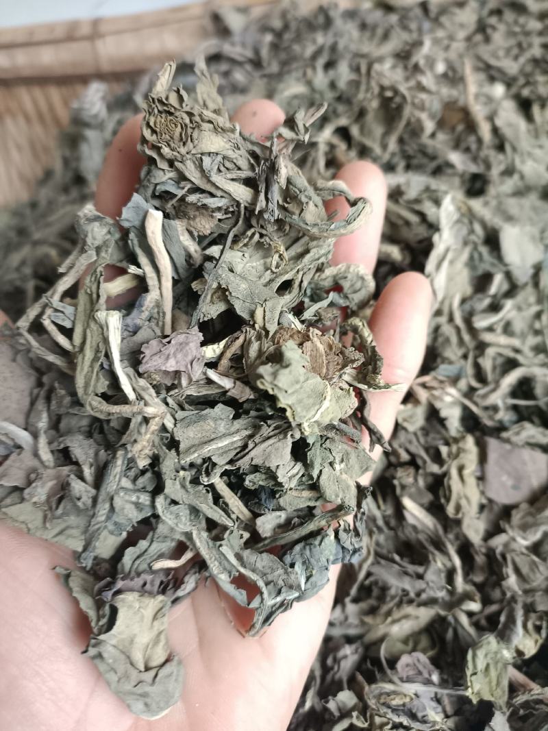 大青叶，干净无杂，规各齐全，大货供应，全国发货