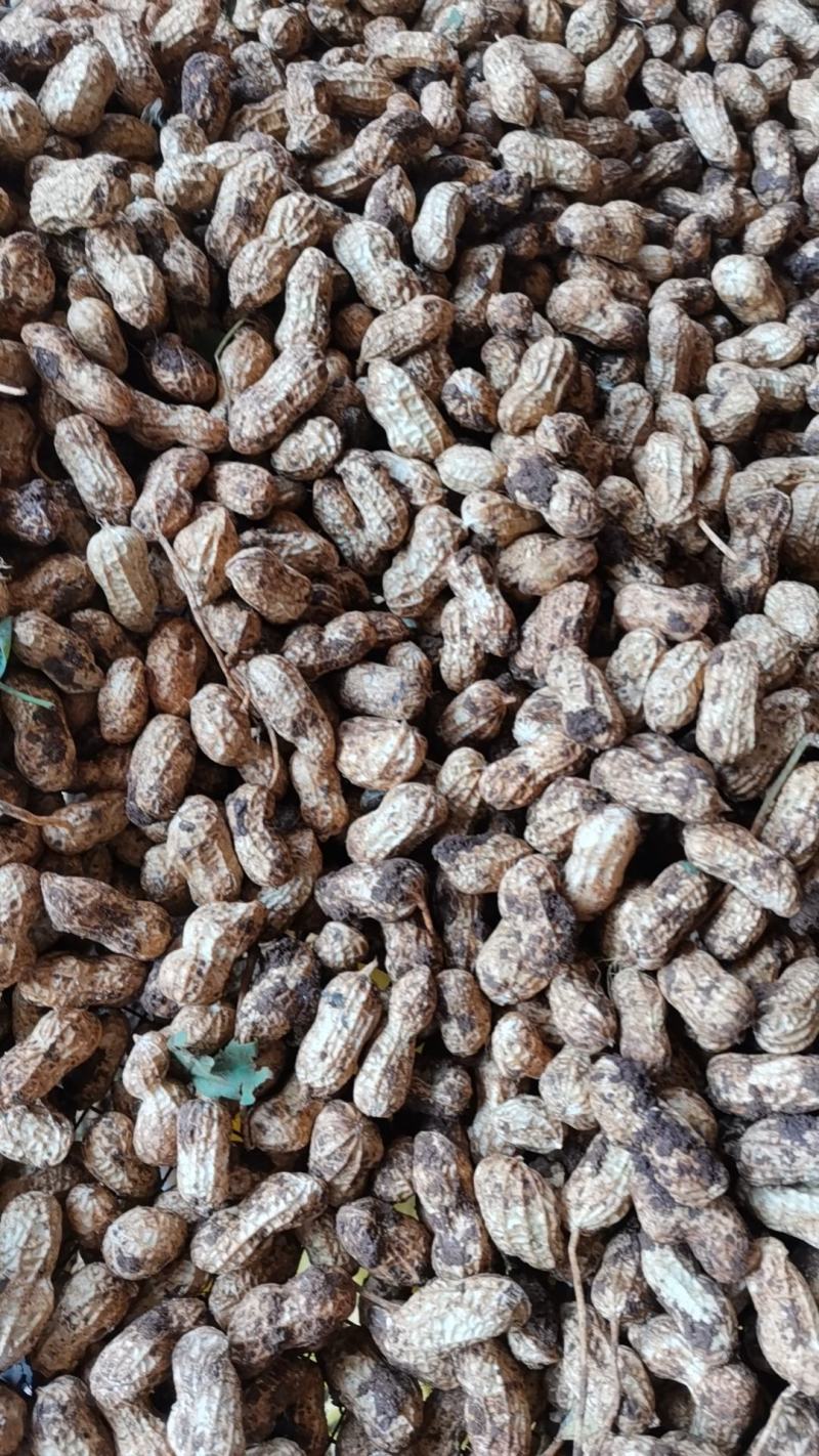 广东白花生大量上市产地直发一手货源欢迎联系