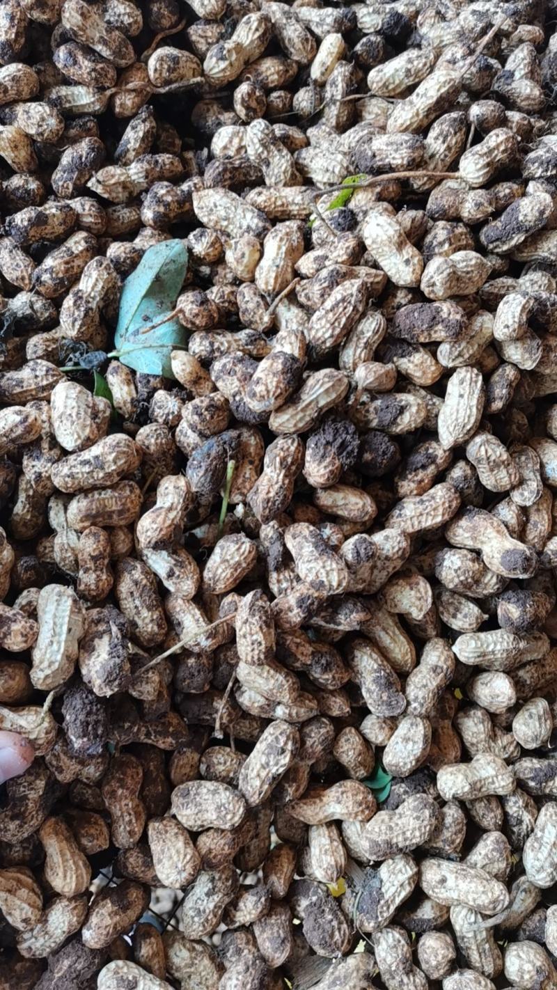 广东白花生大量上市产地直发一手货源欢迎联系