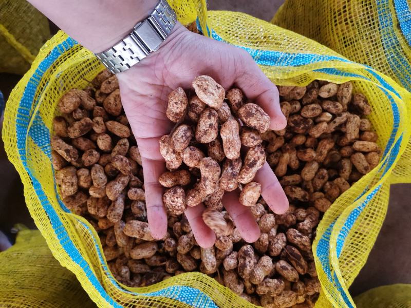 广东白花生大量上市产地直发一手货源欢迎联系