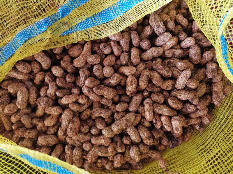 广东白花生大量上市产地直发一手货源欢迎联系