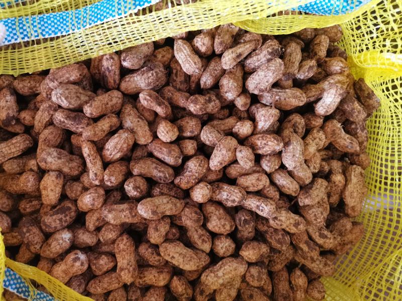广东白花生大量上市产地直发一手货源欢迎联系