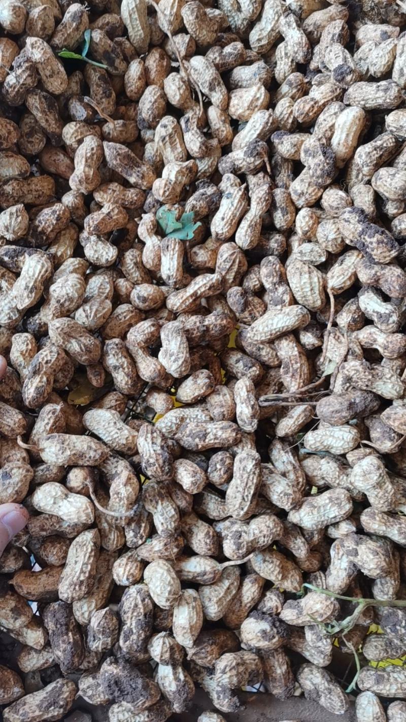 广东白花生大量上市产地直发一手货源欢迎联系