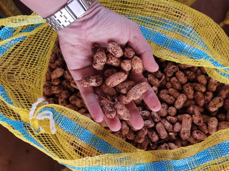 广东白花生大量上市产地直发一手货源欢迎联系