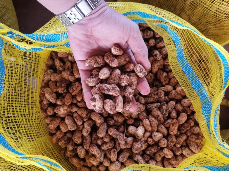 广东白花生大量上市产地直发一手货源欢迎联系