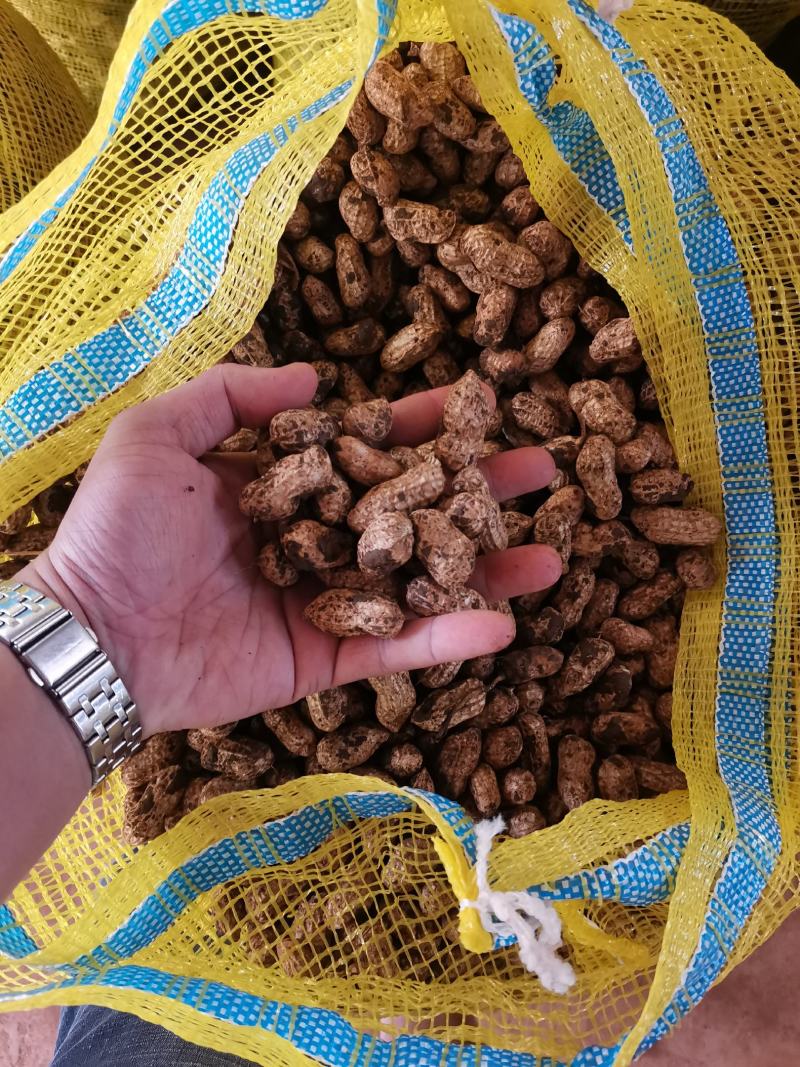 广东白花生大量上市产地直发一手货源欢迎联系