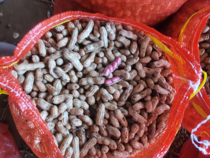 广东红米花生大量上市产地直发一手货源欢迎联系