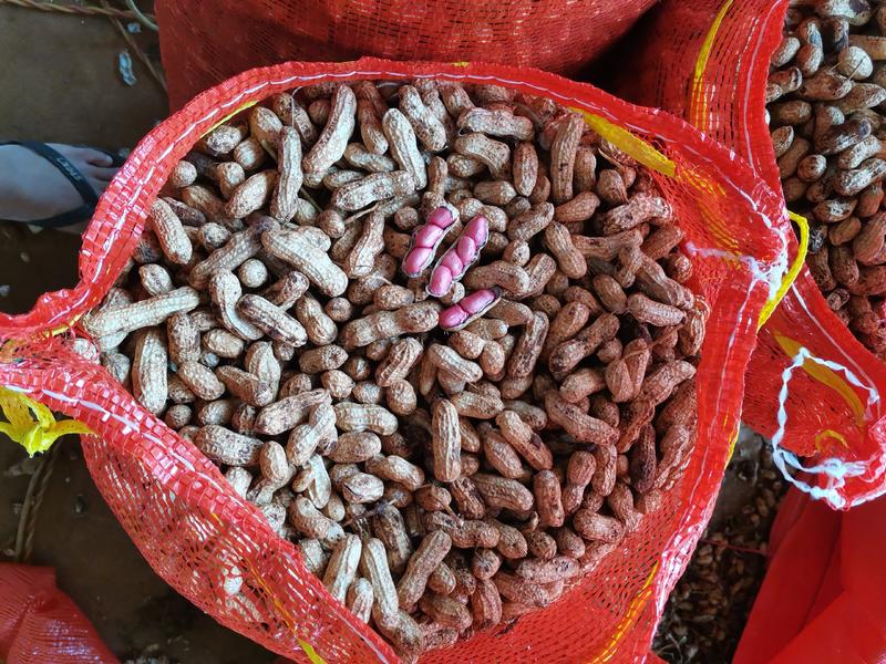 广东红米花生大量上市产地直发一手货源欢迎联系