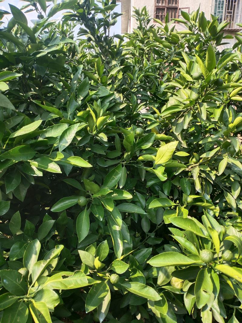 东江湖小青桔/落地果热销中