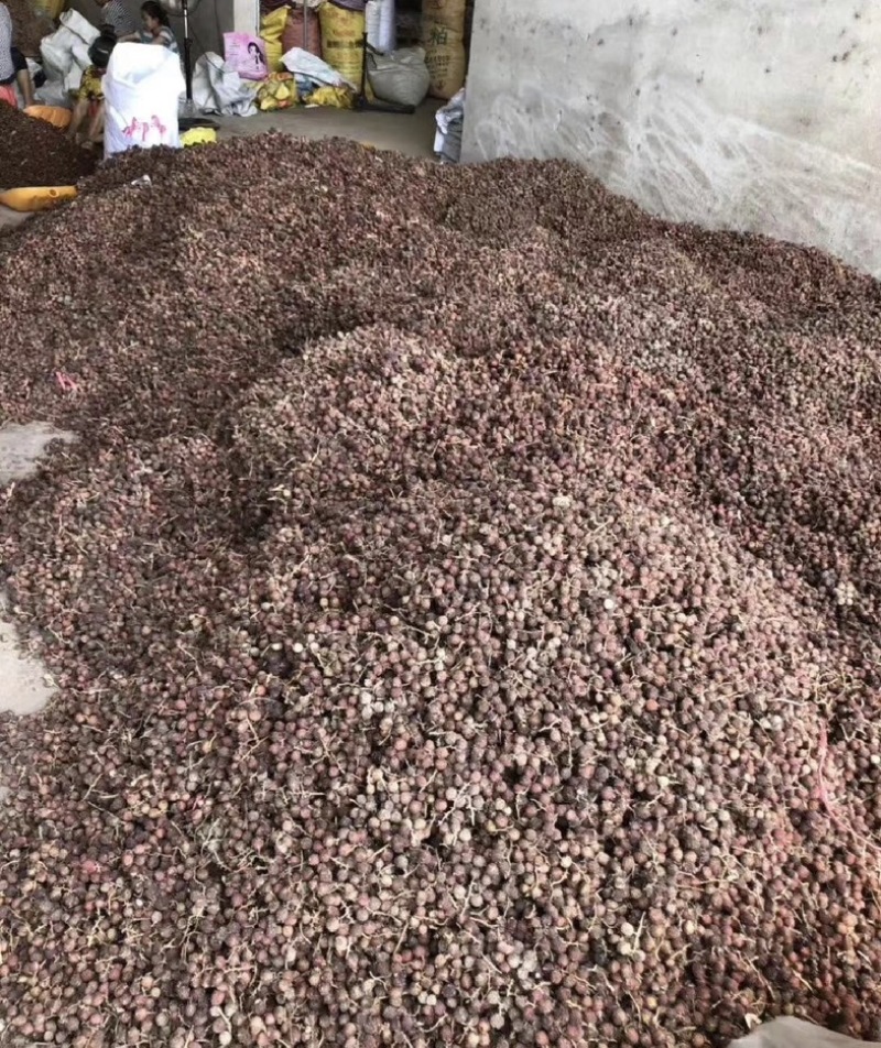 振兴药材批发供应阳春砂仁规格齐全产地直供一手货源