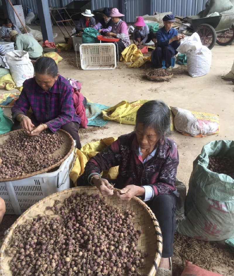 振兴药材批发供应阳春砂仁规格齐全产地直供一手货源