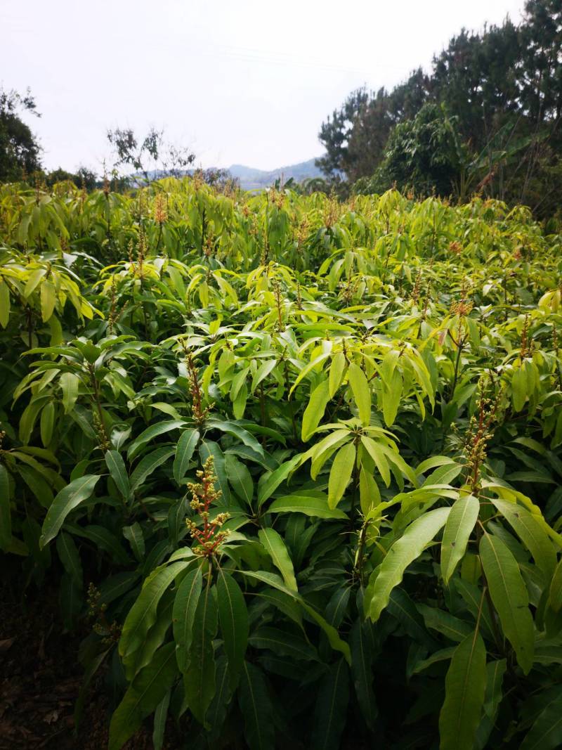 景东冬芒、各种规格嫁接苗