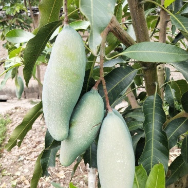 景东冬芒、各种规格嫁接苗