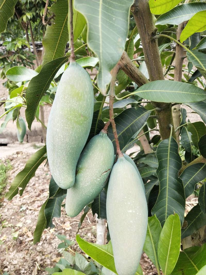 景东冬芒、各种规格嫁接苗