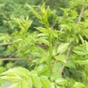 野生藤茶种植藤茶高中低档都有