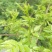 野生藤茶种植藤茶高中低档都有