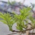 野生藤茶种植藤茶高中低档都有