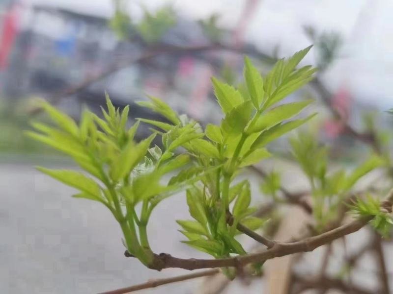 野生藤茶种植藤茶高中低档都有