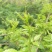 野生藤茶种植藤茶高中低档都有