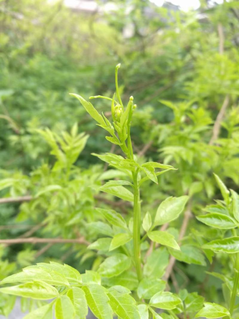 野生藤茶种植藤茶高中低档都有