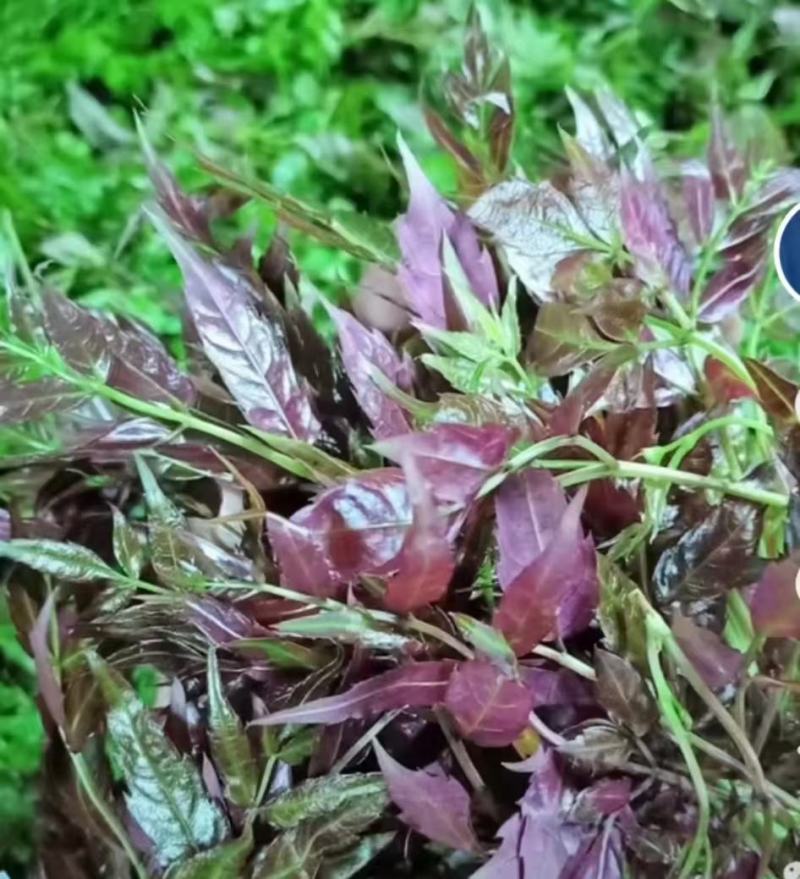 野生藤茶种植藤茶高中低档都有