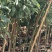 宜良天成林苗圃大量提供及配送地径2一3分袋苗香樟