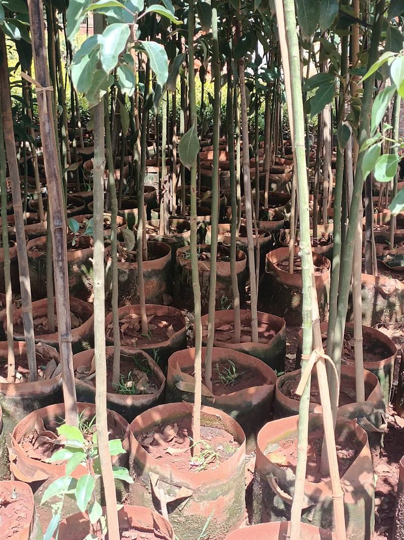 宜良天成林苗圃大量提供及配送地径2一3分袋苗香樟