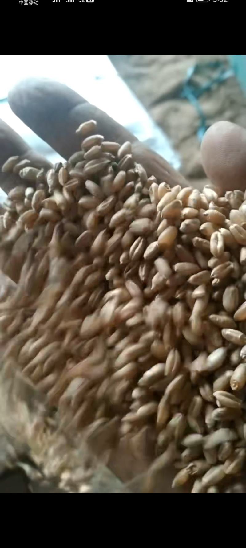湖北新小麦上市