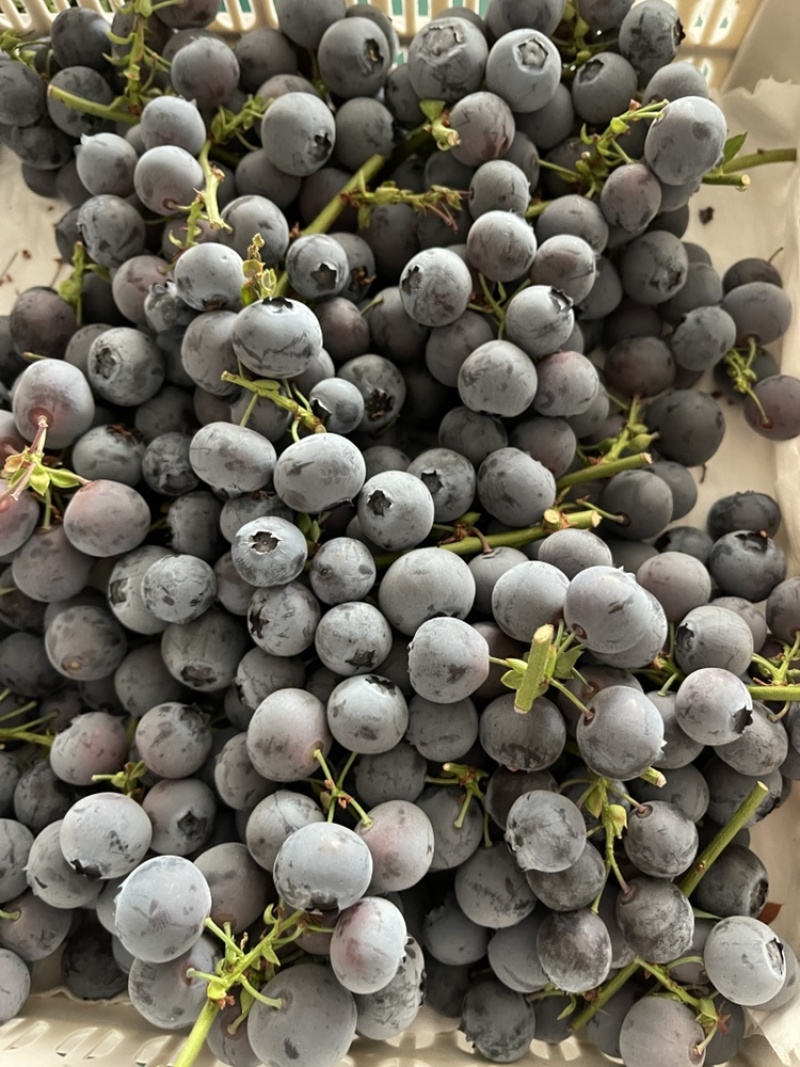 纯甜串果蓝莓