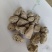 海浮石浮海石祥泰药材栈中药材批发零售诚信药材欢迎购买