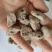 海浮石浮海石祥泰药材栈中药材批发零售诚信药材欢迎购买