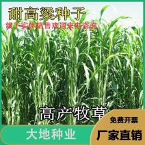 甜高梁种子饲用甜高粱牧草种多年生畜牧养殖四季再生甜高粱杆