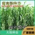 甜高梁种子饲用甜高粱牧草种多年生畜牧养殖四季再生甜高粱杆