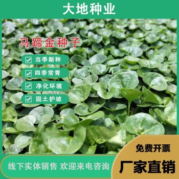 马蹄金种籽