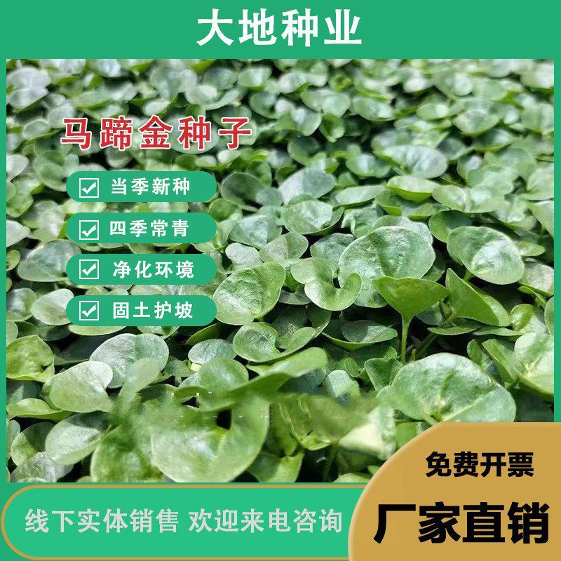 马蹄金种籽