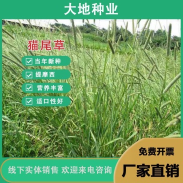 猫尾草种子，提摩西种子，龙猫兔子爱吃的草籽，多少生牧草