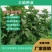 串叶松香草种子种子串叶松香草种子种子牲畜食用松香草